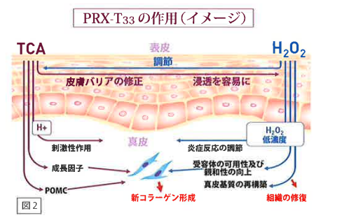 PRX‐T33の作用イメージ